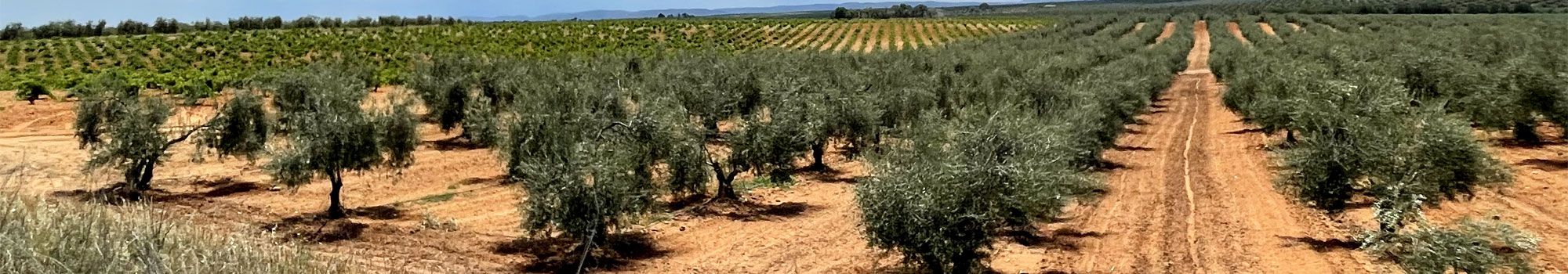 Gran oferta de solares y terrenos en Castellón de la Plana. INMOBILIARIA PROMOGRAU  en Castellon De La Plana